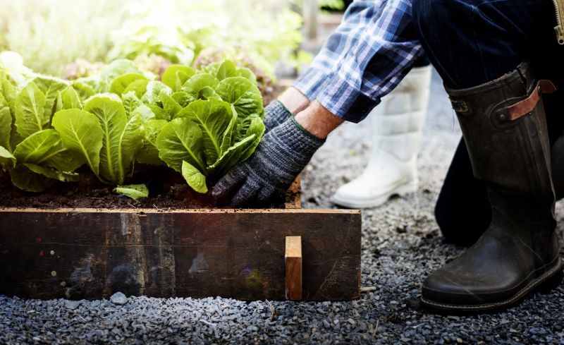 Senior adult couplke picking vegetable backyard | What should I stockpile for economic collapse