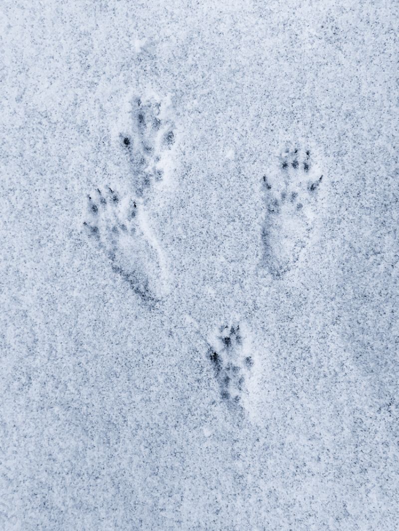 squirrel-tracks-snow Uses for Snow