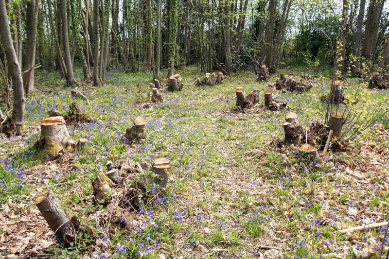 Coppiced Woodland in England | Coppicing Trees for Firewood