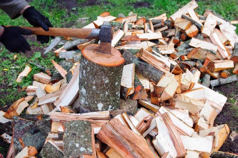 Man Cuts Firewood on a Stub | Coppicing Trees for Firewood