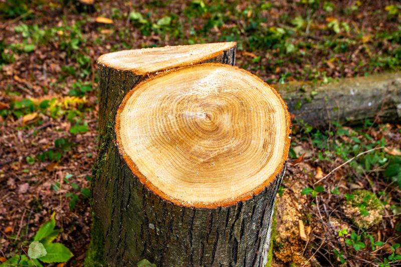 Tree Rings on Stump of Thirty Year-Old Sweet Chestnut Tree | Coppicing Trees for Firewood