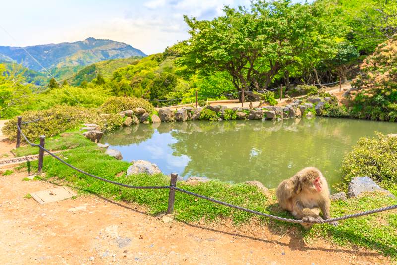 Японский макак возле бассейна |  Как пережить нападение обезьяны