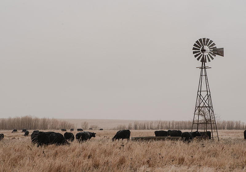 Kansas grass field with windmill and cows what states will survive the zombie apocalypse 5Dkb 7 dVxA us