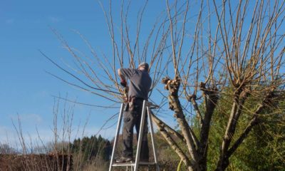 Annual Pollarding of an Elm Tree | Pollarding Trees | Featured