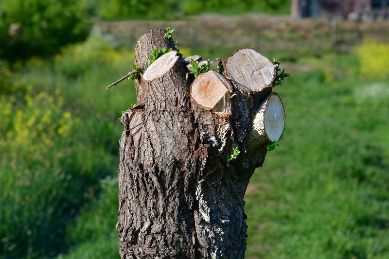 Close-Up of the top Part of a Willow Tree Just Being Pruned or Pollarded | Pollarding Trees