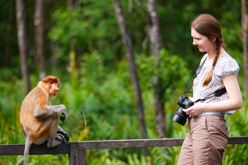 Женщина-фотограф и обезьяна-хоботок |  Как пережить нападение обезьяны