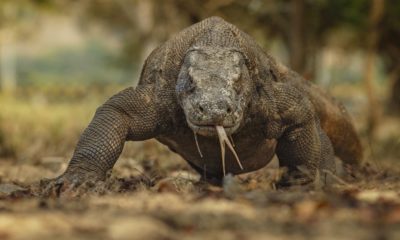 Komodo Dragon in the Beautiful Nature Habitat | How to Survive a Komodo Dragon Attack | Featured