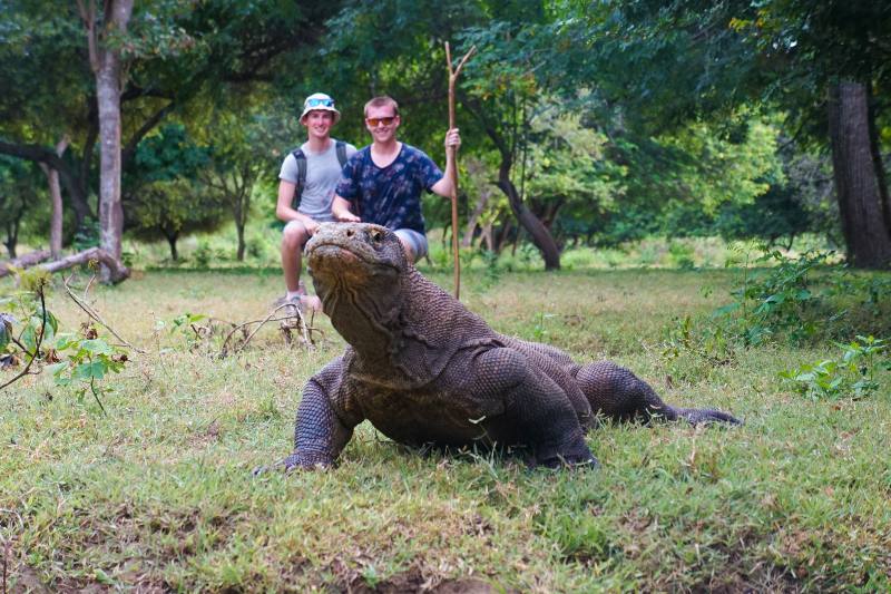 Komodo Dragons in Indonesia | How to Survive a Komodo Dragon Attack
