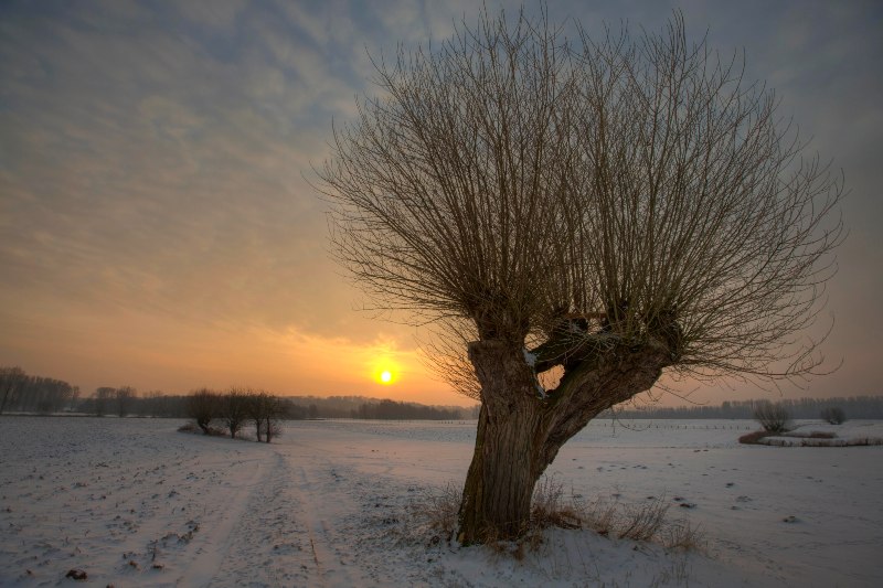 Landscape with a Pollard Willow at Sunset | Pollarding Trees