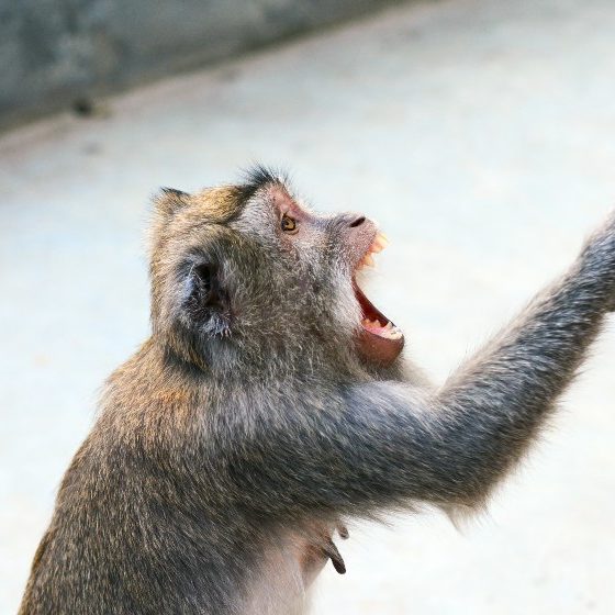 Monkey Grabbing a Tourist Skirt | How to Survive a Monkey Attack | Featured