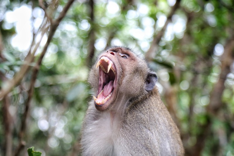 Monkey Opens its Mouth | How to Survive a Monkey Attack
