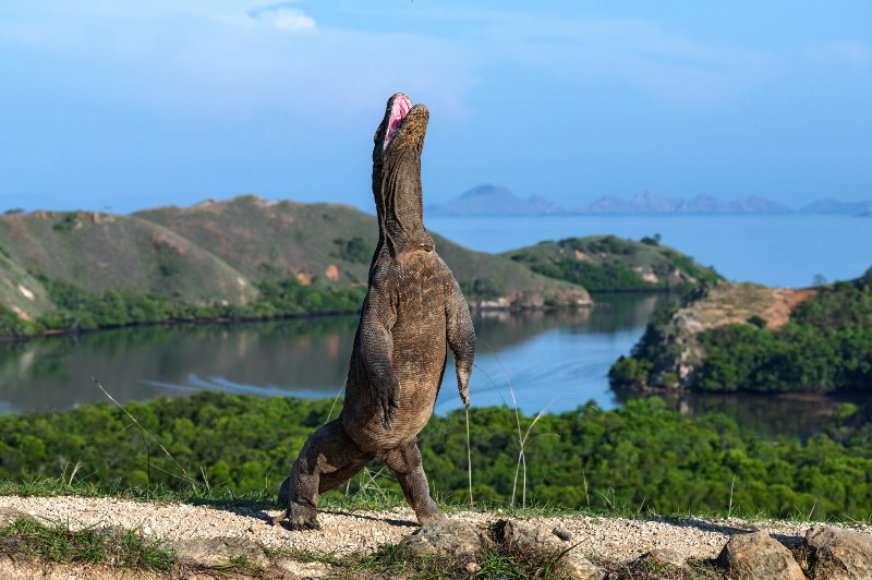 The Komodo Dragon Stands on its Hind Legs | How to Survive a Komodo Dragon Attack