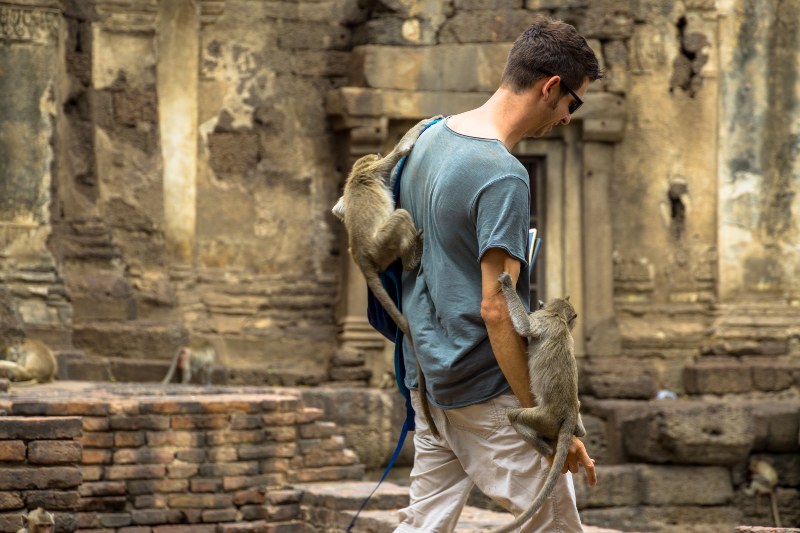 Туристический мужчина с длиннохвостой макакой |  Как пережить нападение обезьяны