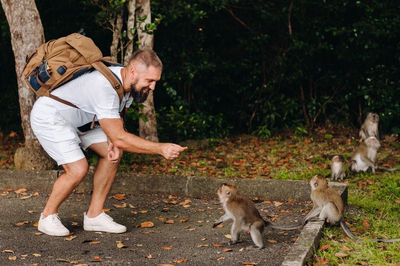 Турист с рюкзаком кормит обезьян |  Как пережить нападение обезьяны