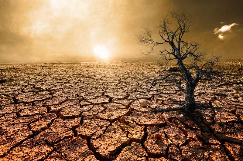 Global warming, arid, dry soil, cracked rift, dead trees | Drought Survival Tips: How to Survive Drought