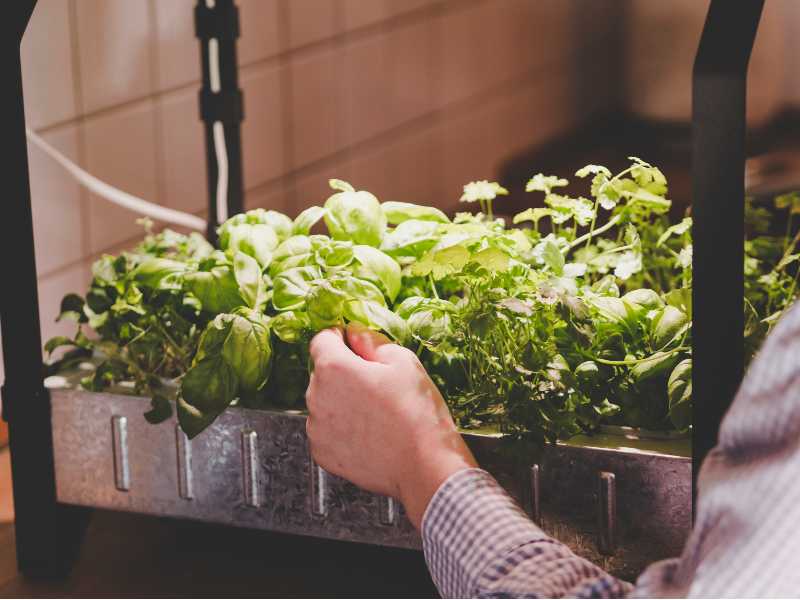 how to grow and harvest herbs and vegetables indoors using indoor grow kit | Store and Grow food