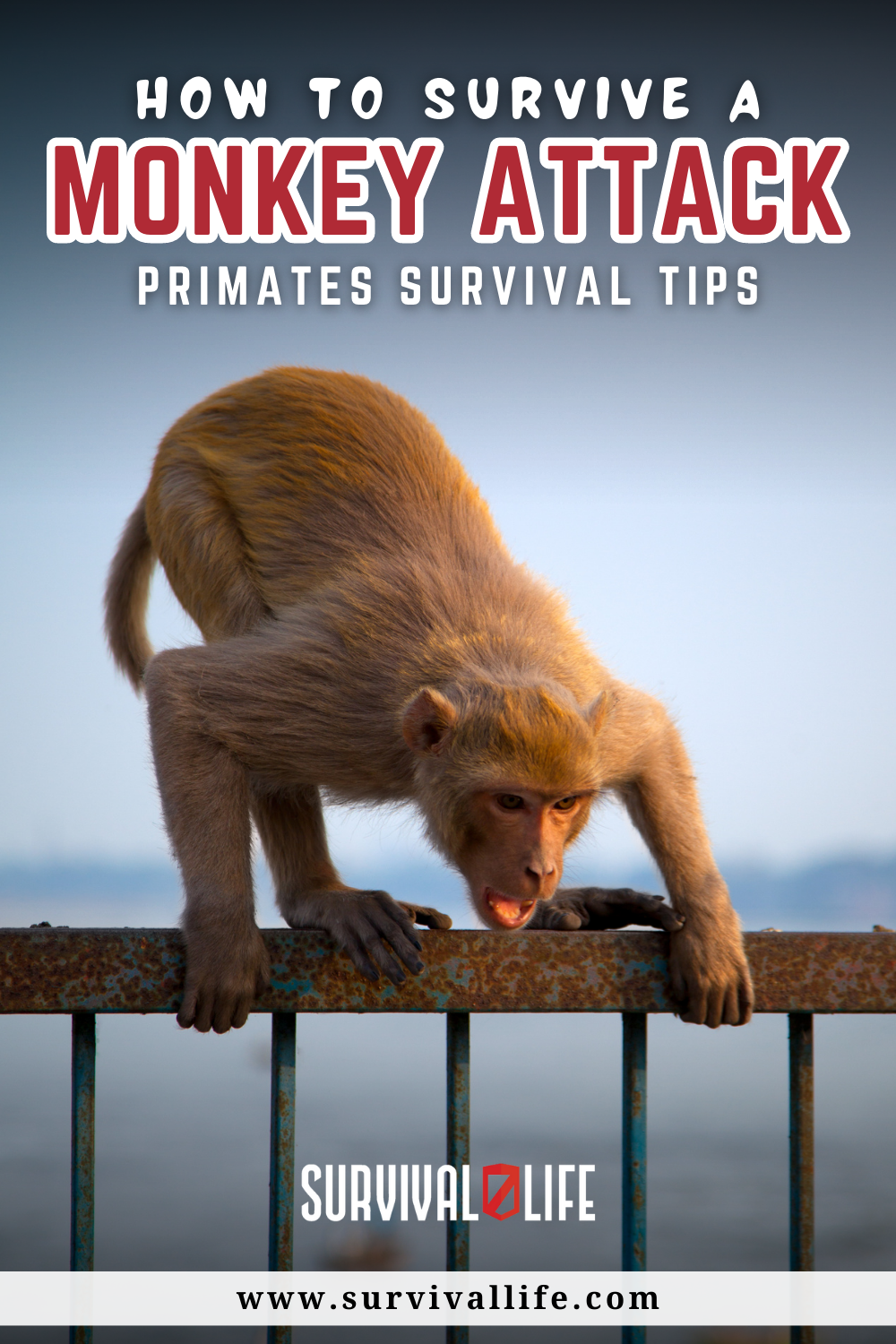 How to Survive a Monkey Attack