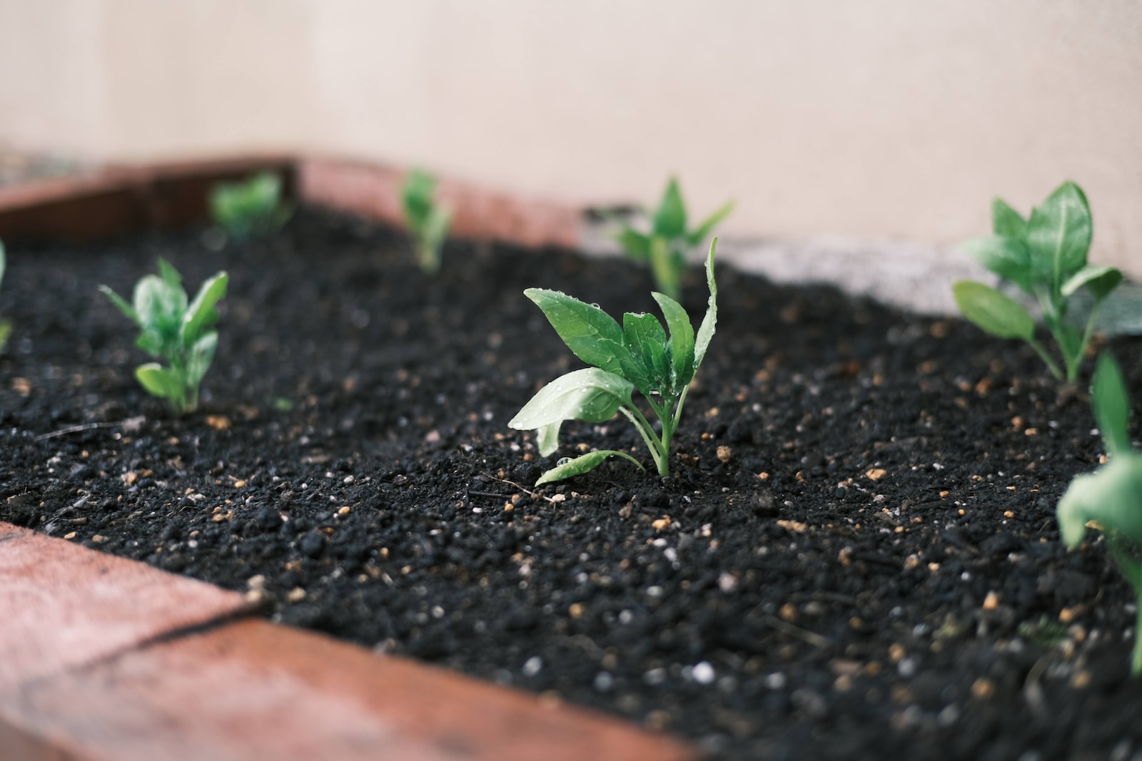 Consider Soil Amendments a close up of a plant growing in a pot