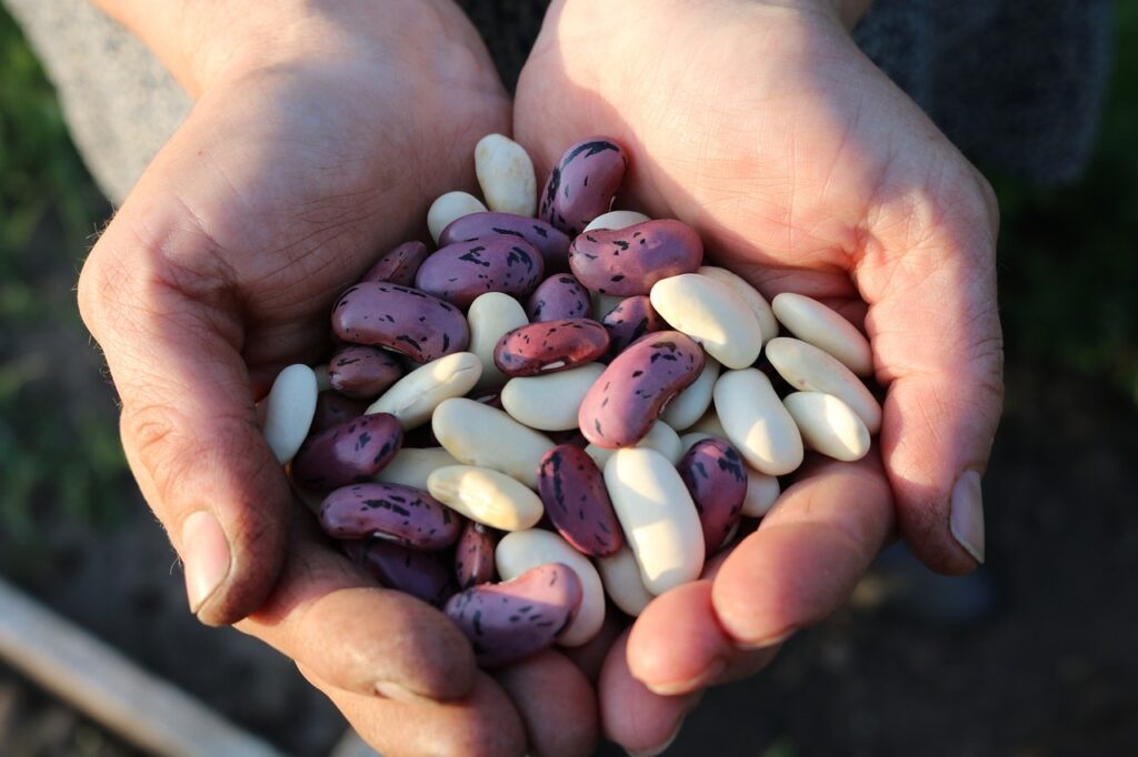 Legumes runner beans, food, people