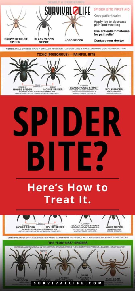 Spider Bites? Here's How To Treat It 17SL Spider Bite Heres How to Treat It 1