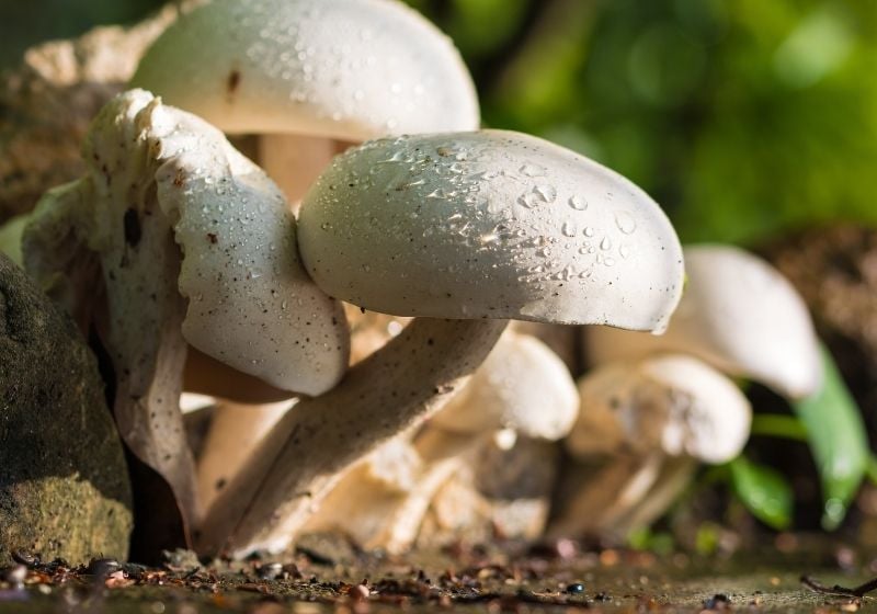 Home Remedies For Cold And Flu | 25 Surprisingly Simple Natural Relief Food dew white mushrooms Winter foraging PX 1