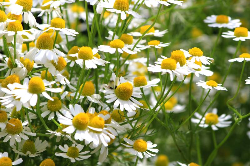 German chamomile herb garden Dog Herbal Garden ss 1