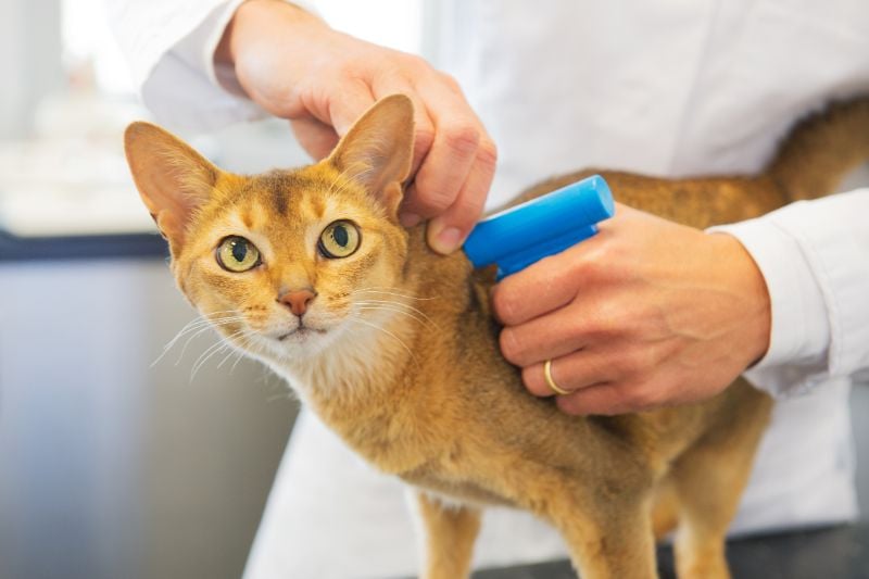 Planning For Pets During A Disaster (Updated 2026) Microchip implant cat Disaster plan for pets SS 1