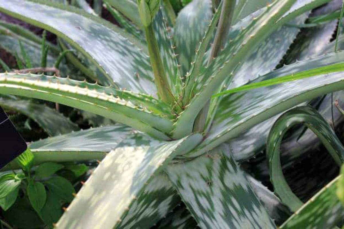 aloe vera adaptogenic herbs 1
