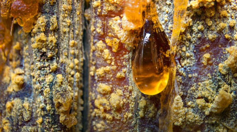amber pine resin pitch on bark pine resin ss Feature 1