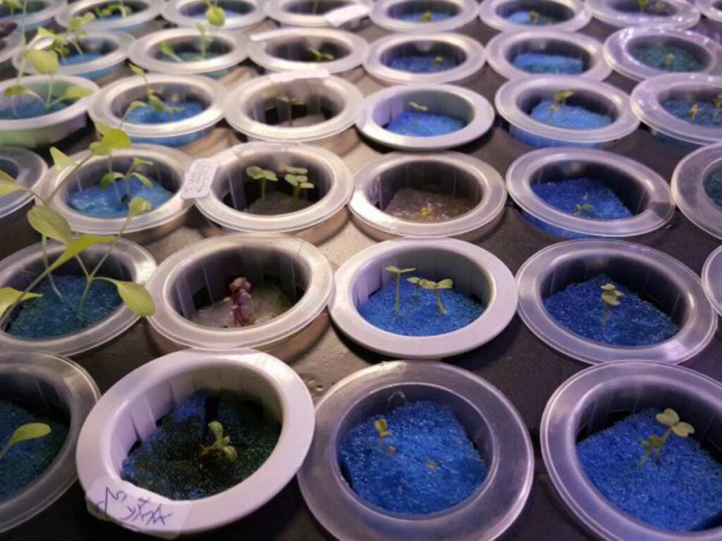 beansprout hydroponic vegetable Redneck pb 1