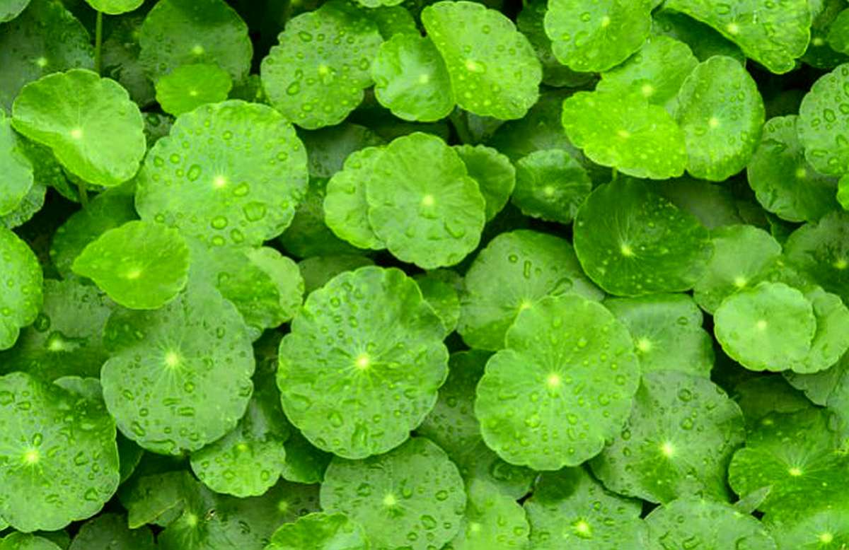 gotu kola leaves medicinal plants dt 1