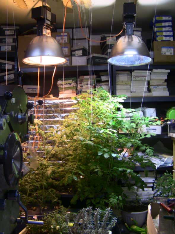 grow lights 1