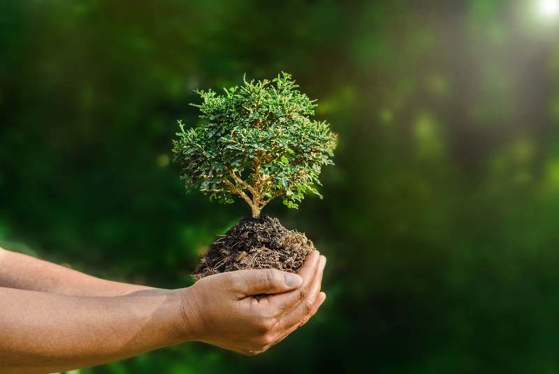 hand hold small plant on green background and sunshine Environmental Policy ss 1