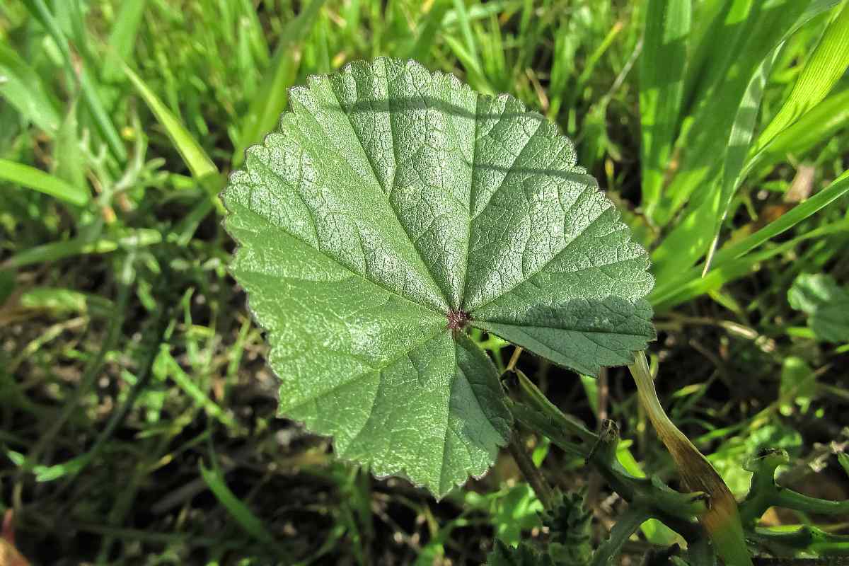 marsh mallow leaf medicinal plants pb 1