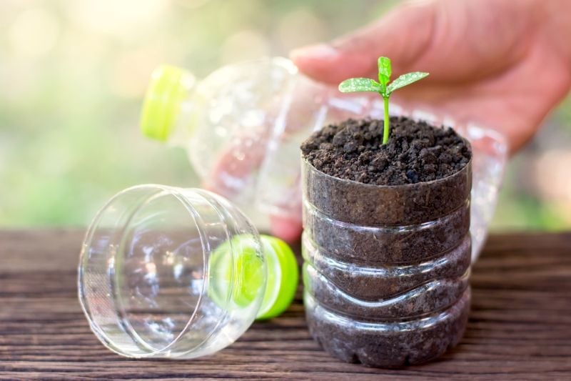 Seedling Greenhouses