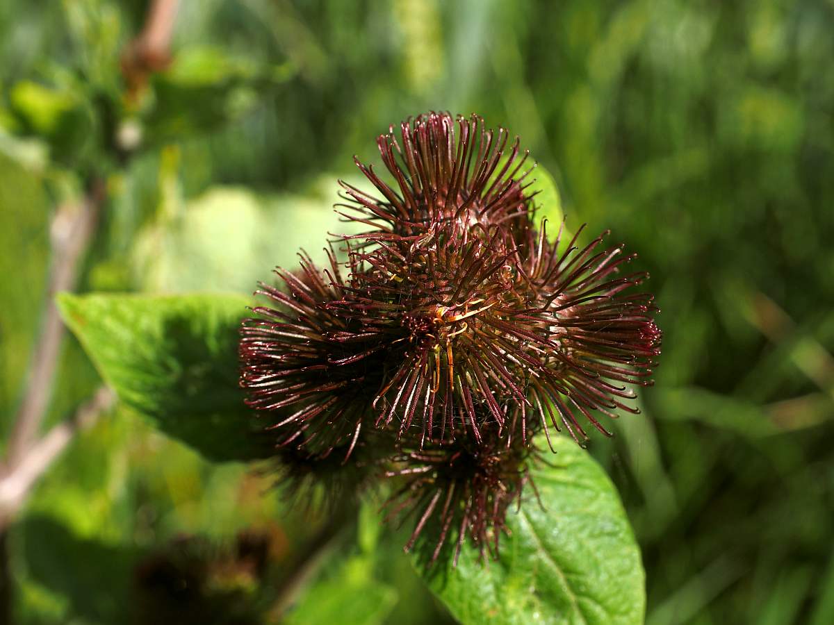 ripe great burdock medicinal plants pb 1