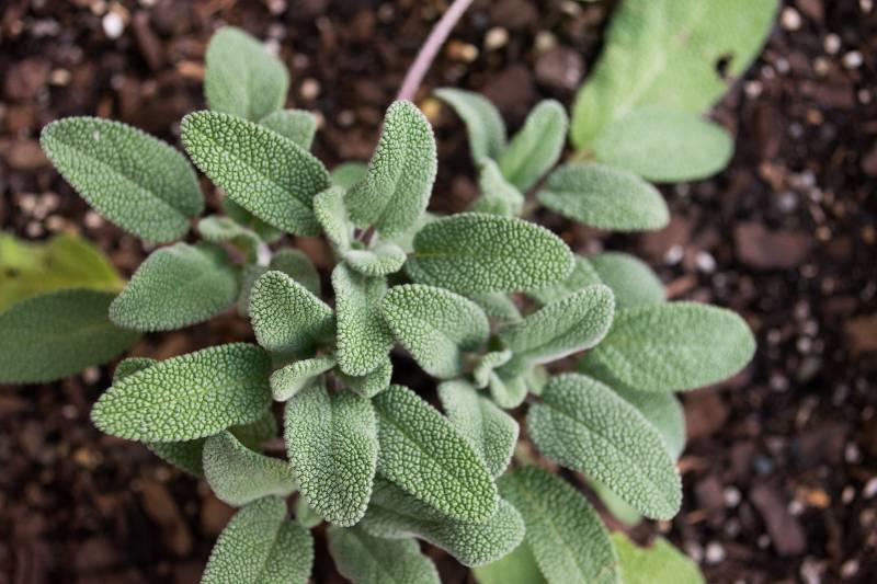 sage plant in herb garden Dog Herbal Garden ss 1