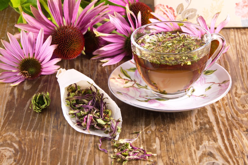 tea drink echinacea purpurea dried folk sore throat remedies 1