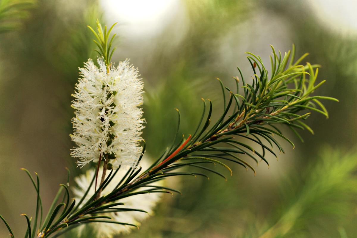 tea tree flower Medicinal Essential Oils ss 1