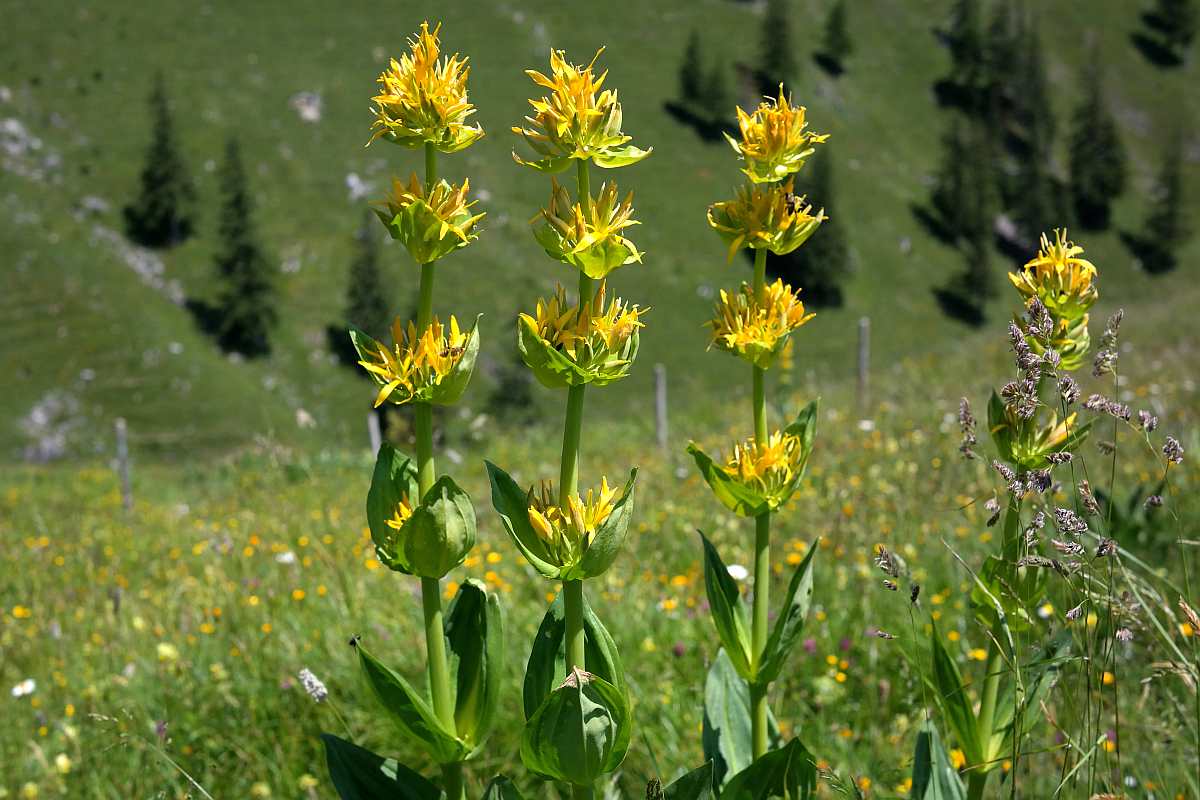 yellow gentian blossom medicinal plants pb 1 1